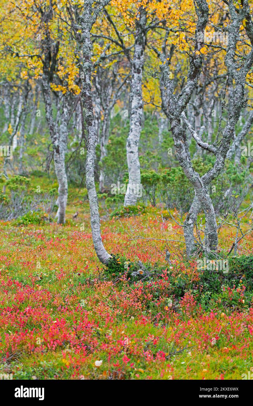 Silberbirke / Warzbirke / Weiße Birke (Betula pendula / Betula verrucosa) Baumstämme von Birken auf der Taiga im Herbst / Herbst, Schweden Stockfoto