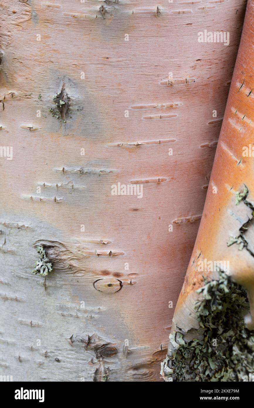 Silberbirke / Warzbirke / Weiße Birke (Betula pendula / B. verrucosa) Baumstamm Nahaufnahme der geschälten Rinde für medizinische Zwecke Stockfoto