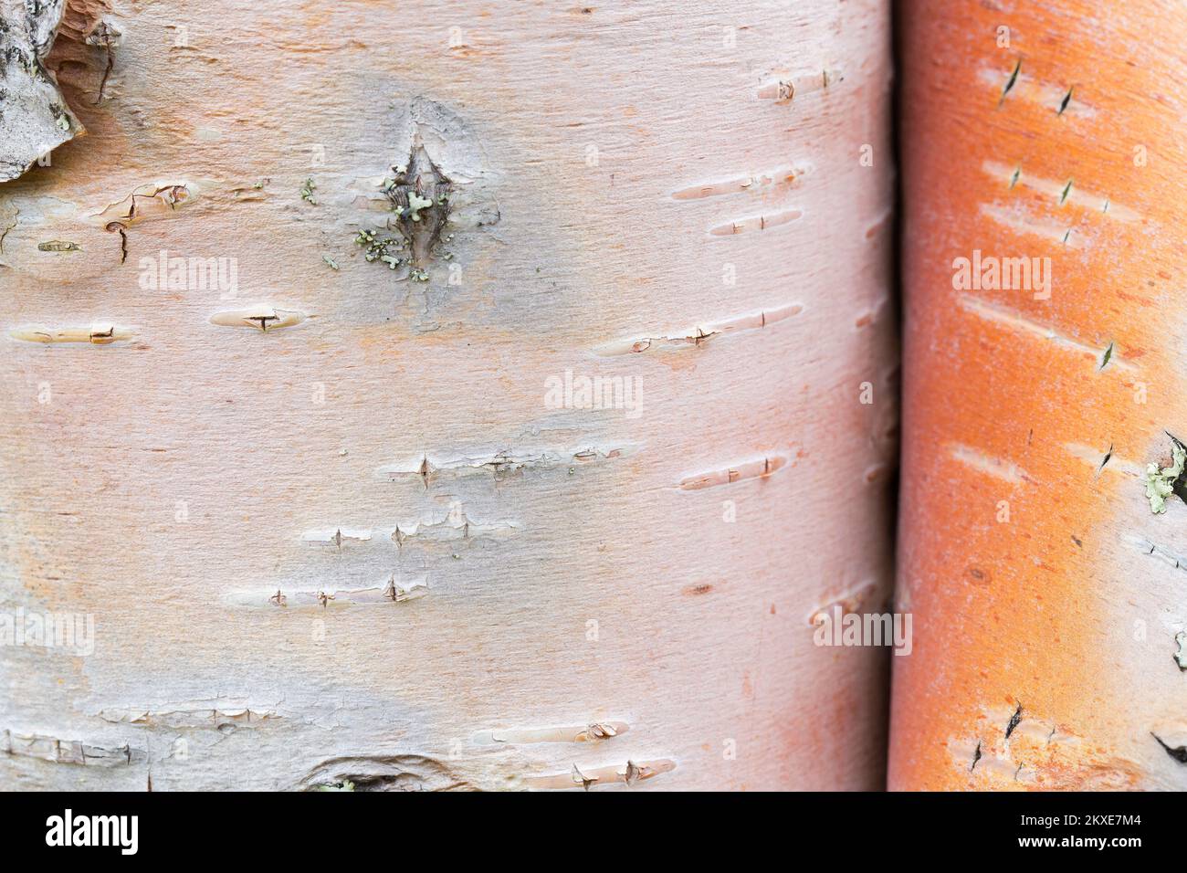 Silberbirke / Warzbirke / Weiße Birke (Betula pendula / B. verrucosa) Baumstamm Nahaufnahme der geschälten Rinde für medizinische Zwecke Stockfoto