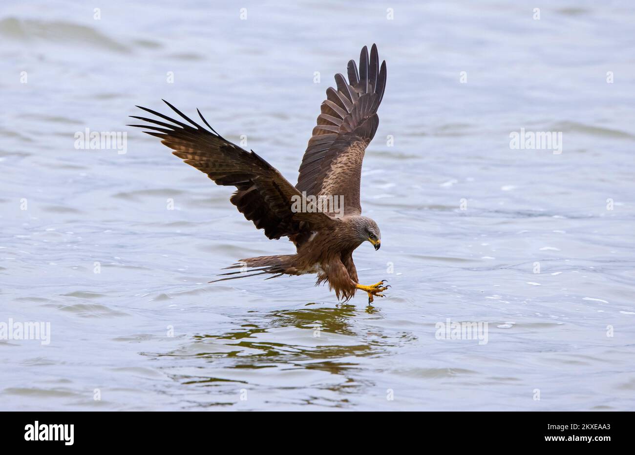 Schwarzer Drachen (Milvus migrans) im Flug, der mit seinen Krallen vom See aus Fische fängt Stockfoto