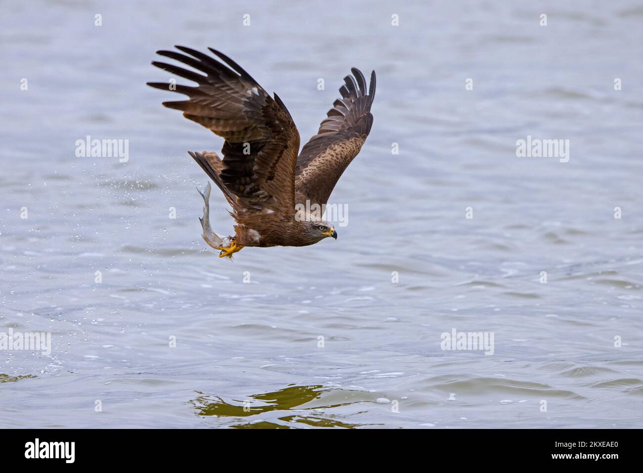 Schwarzer Drachen (Milvus migrans) im Flug, der mit seinen Krallen vom See aus Fische fängt Stockfoto
