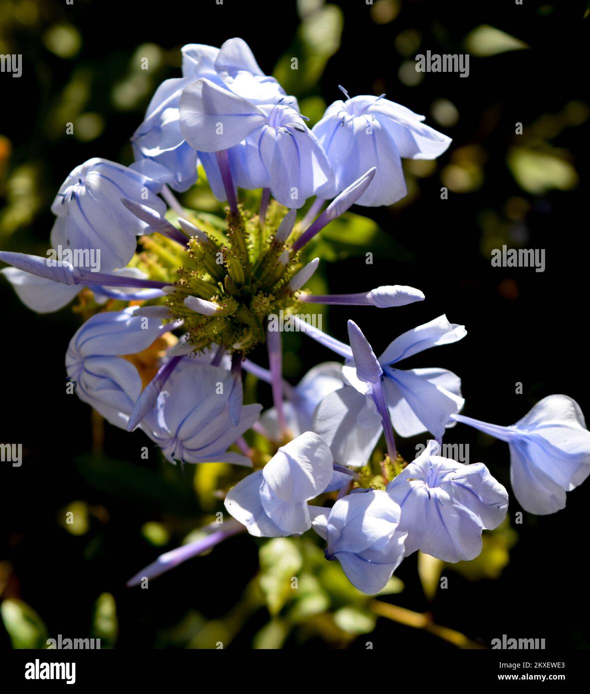 Nahaufnahme der Blume des Himmels Jasmin Stockfoto