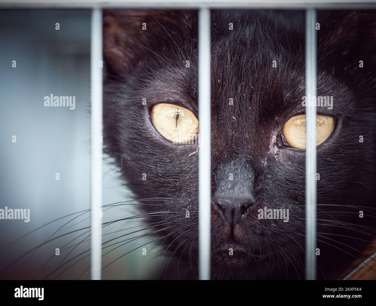 Nahaufnahme mit dem Kopf einer schwarzen Katze in einem Käfig, die durch die Metallstangen schaut. Stockfoto