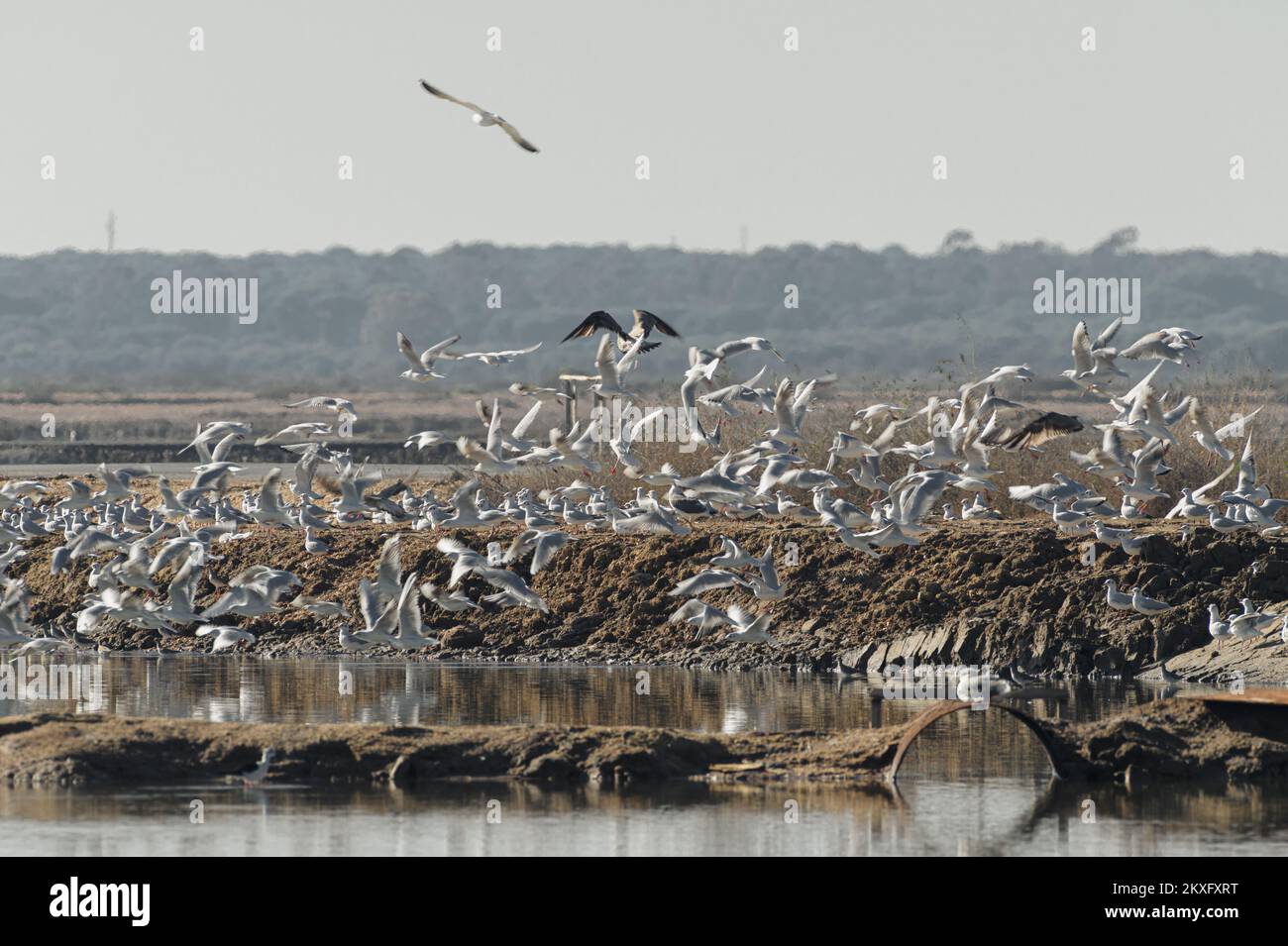 Große Zahl von Möwen im Sumpfgebiet, die ausfliegen Stockfoto