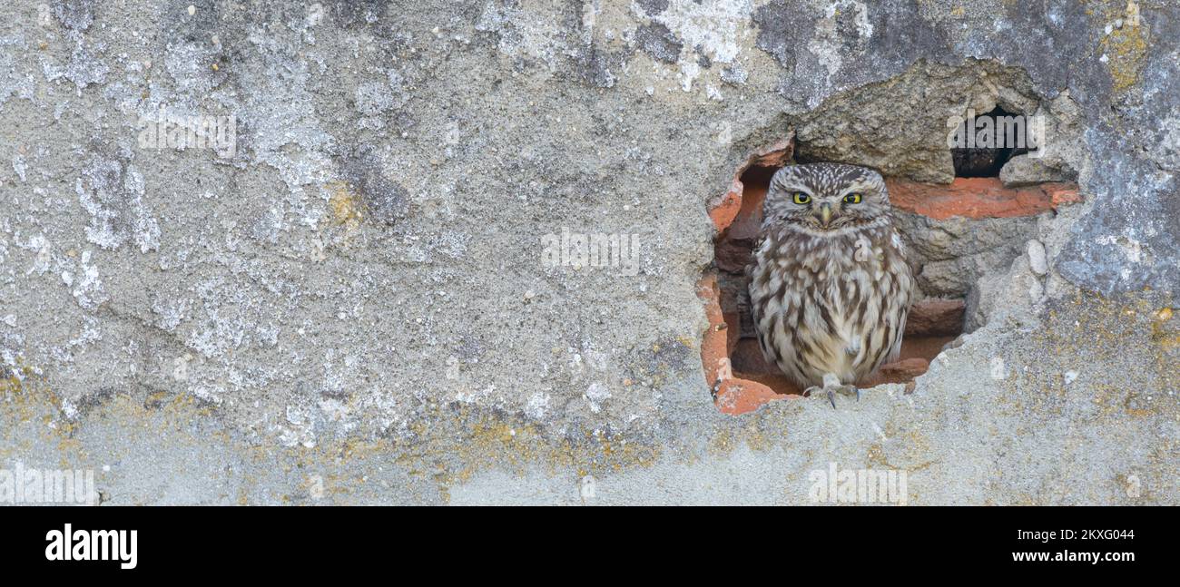 Die kleine Eule Athen noctua, die aus einem Loch in einer Mauer eines verlassenen Gebäudes in Südeuropa schaut Stockfoto