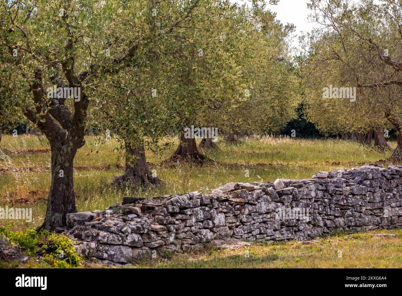 Ein Olivenbaum steht im Hain in Bale, Istrien, Kroatien, Istrien hat in  Kroatien am meisten mit nativem Olivenl extra ausgezeichnet und ist eine  der besten Oliven der Welt. Foto: Srecki Niketic/PIXSELL Stockfotografie -