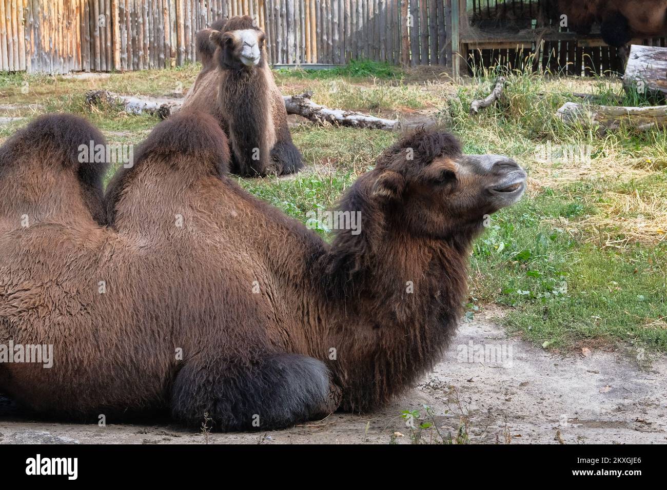Kamelfamilie im Zoo, aus der Nähe. Wildtierhaltung in zoologischen Parks. Stockfoto