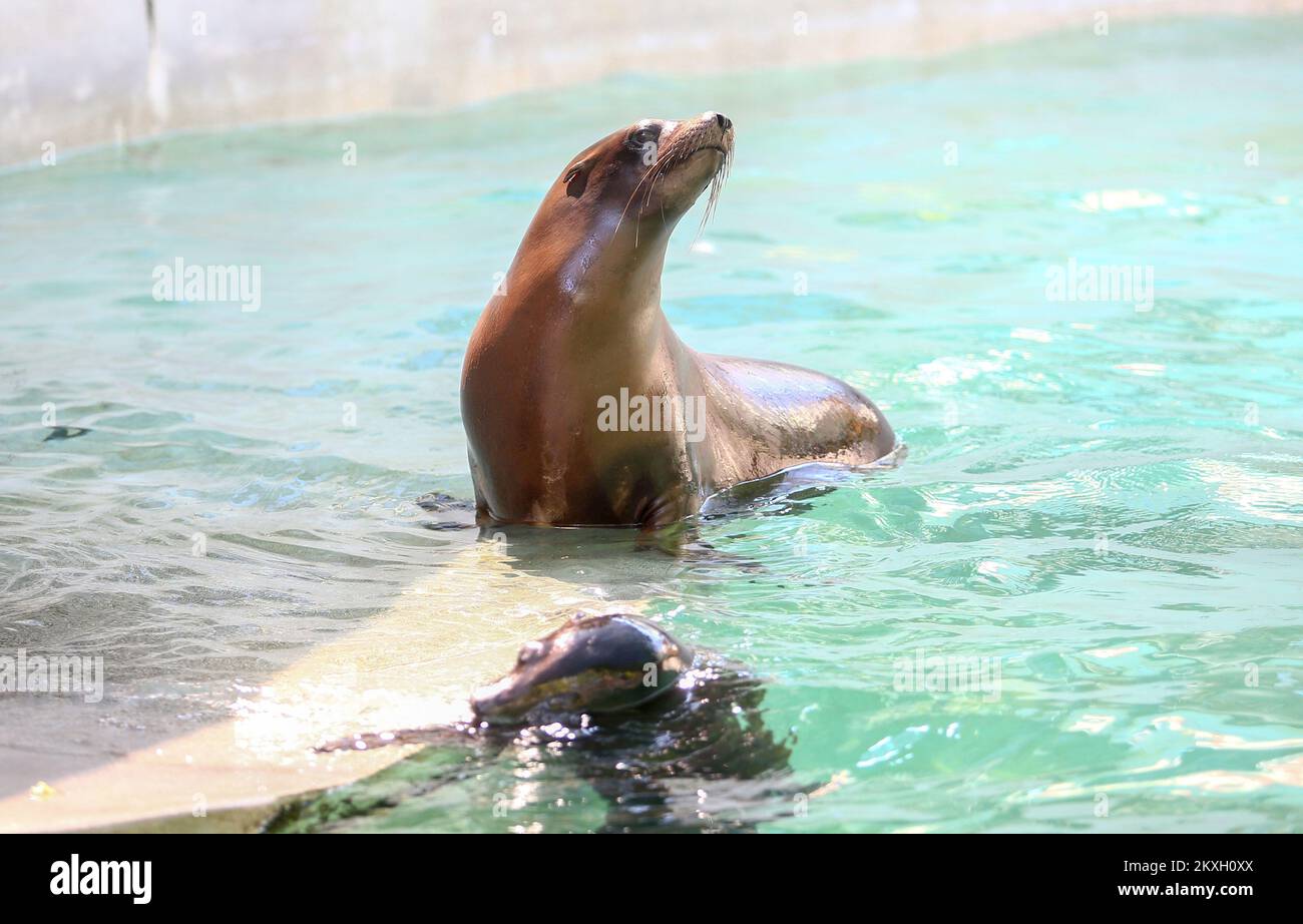 seel-wen-in-zagreb-zoo-in-zagreb-kroatien-am-2-august-2020-der-zoo