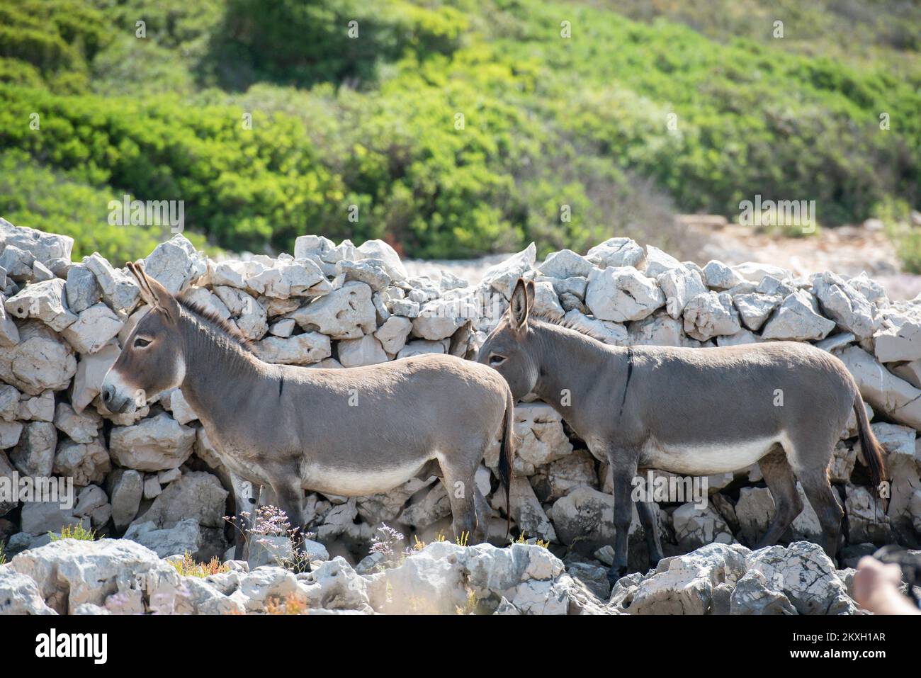 Eine große Rettungsaktion für Esel von der verlassenen und abgelegenen Insel Kurba Mala im Kornati-Archipel, Kroatien, August 4,2020. Eine Rettungsaktion wurde durchgeführt, nachdem Touristen aus Polen, die auf der Adria segelten, einen zwei verlassenen Esel bemerkten. Die Touristen gaben ihnen ca. 20 Liter Wasser, die Esel tranken alles, so dass die Touristen sicher waren, dass die Tiere verlassen waren und dass sie Hilfe brauchten. Die Retter konnten die Esel nicht fangen und ließen sie auf der Insel zurück, als sie feststellten, dass sie bei guter Gesundheit waren. Foto: Dino Stanin/PIXSELL Stockfoto