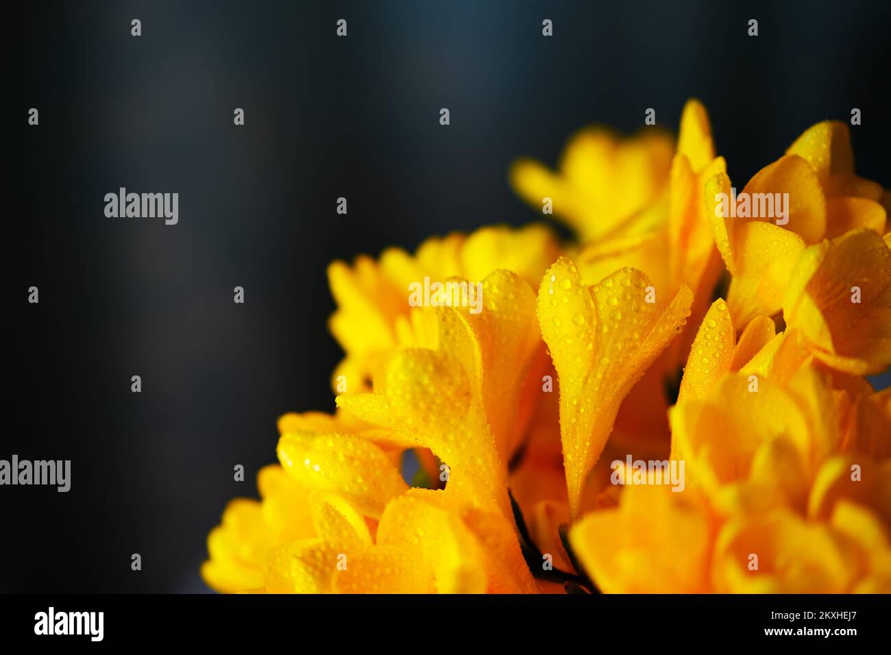 Nahaufnahme der gelben Freesia-Blumen mit Platz für Text. Stockfoto