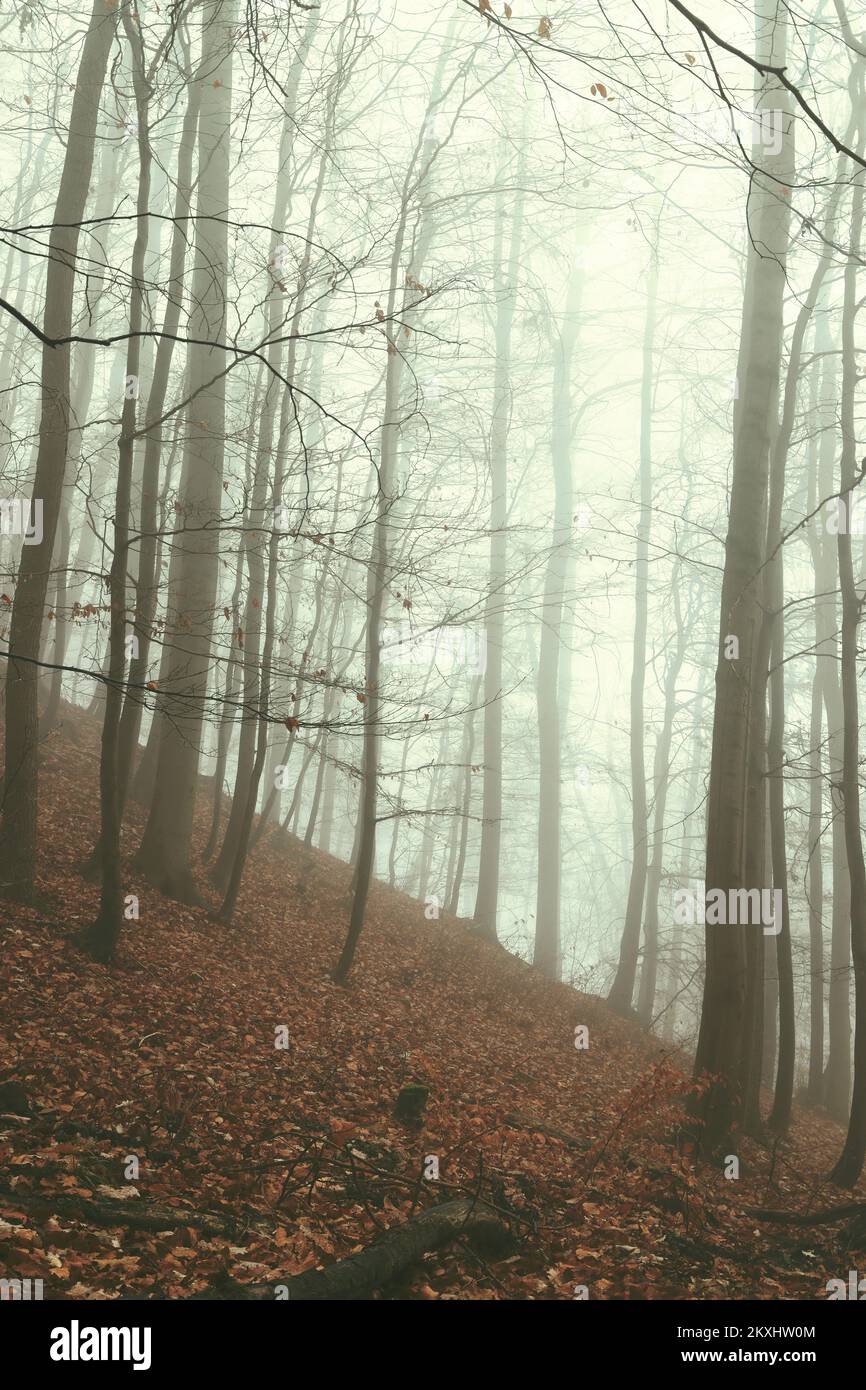 Geheimnisvoller Wald im Nebel. Unheimlicher Wald im November. Konzept für Verbrechen und Spannung. Stockfoto