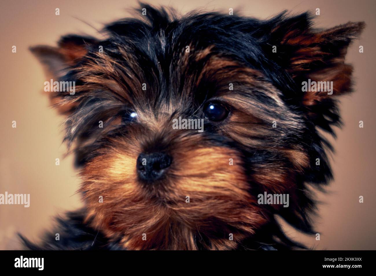 Nahaufnahme eines Yorkshire Terrier Welpen Stockfoto