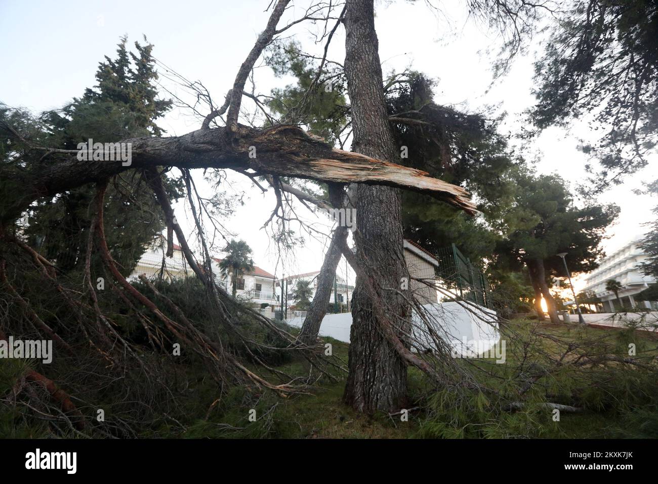 Nach dem Sturm wurde am 29. Dezember 2020 vor dem Olympia Hotel in Vodice, Kroatien, ein gebrochener Baum gesehen. Foto: Dusko Jaramaz/PIXSELL Stockfoto