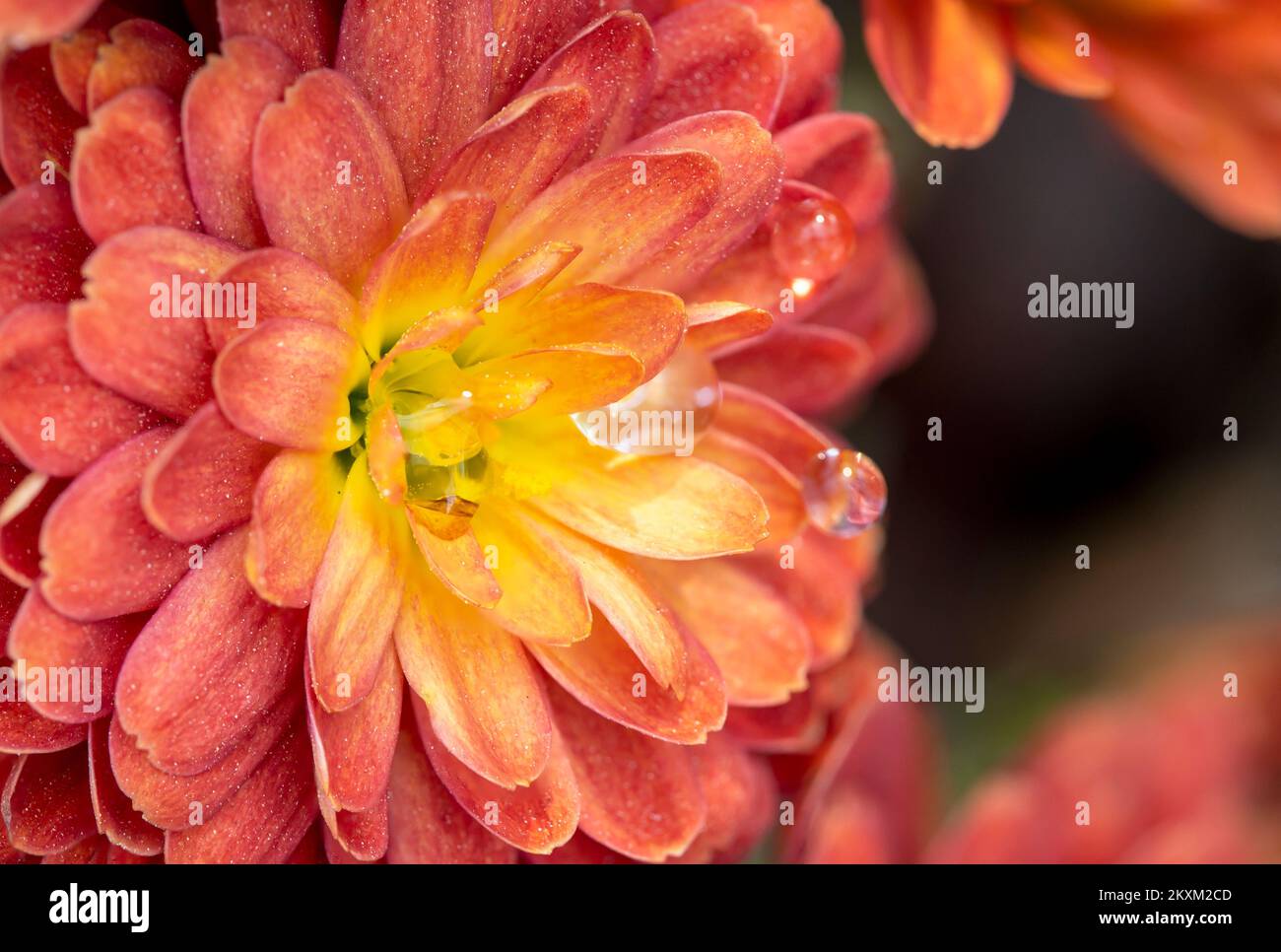 Makrofoto einer Dahlienblume mit geringer Schärfentiefe. Stockfoto