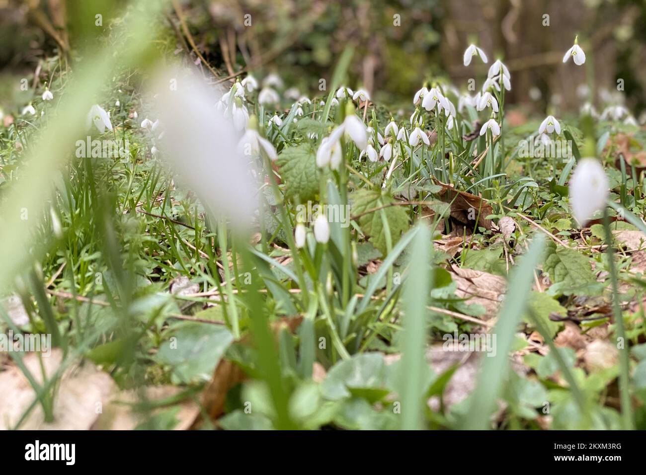 Mit der Ankunft wärmeren Wetters in den Waldgebieten blühten Schneeröpfe und Safran in Donja Stubica, Kroatien, am 07. Februar 2021. Foto: Borna Filic/PIXSELL Stockfoto