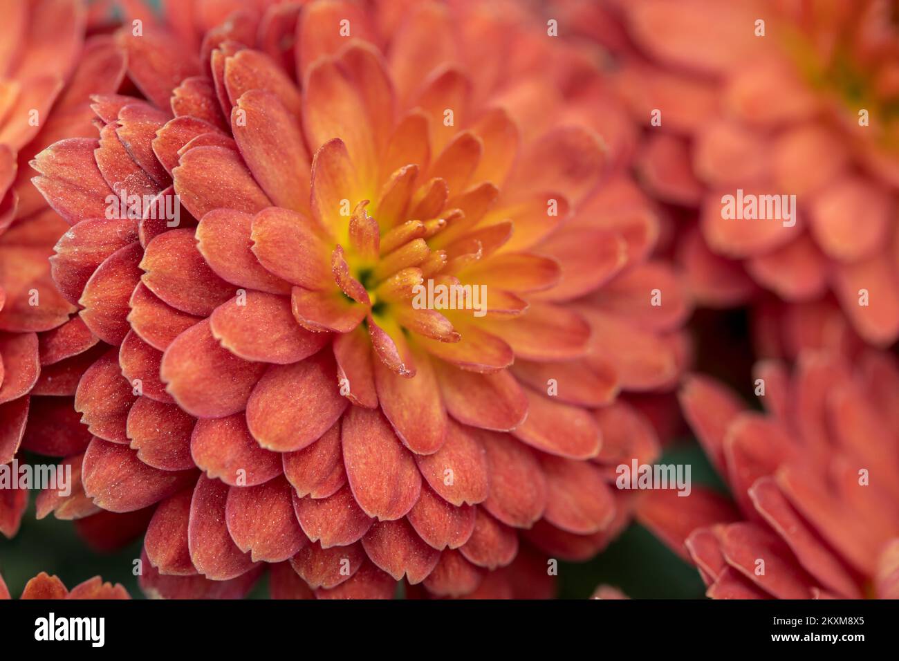 Makrofoto einer Dahlienblume mit geringer Schärfentiefe. Stockfoto