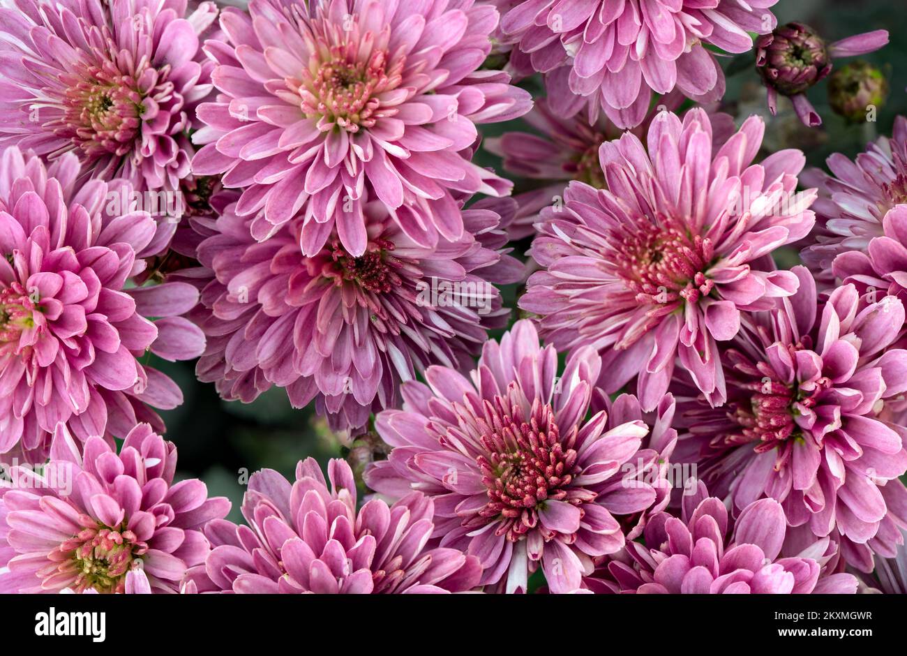 Makrofoto einer Dahlienblume mit geringer Schärfentiefe. Stockfoto