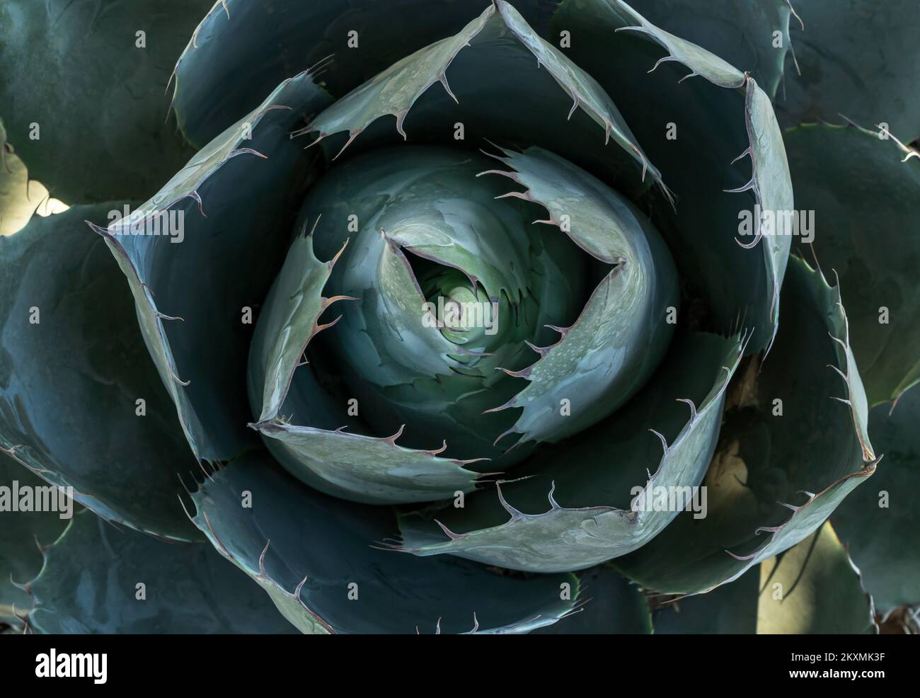 Nahaufnahme von oben Foto von Agave oder Kaktus mit Blättern und Nadeln als nahtlos strukturiertem Hintergrund. Detailliertes Sukkulentfoto. Stockfoto