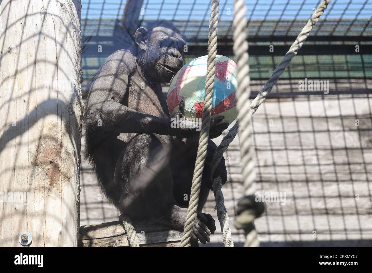 Schimpanse mit Ostereiern im Zagreb Zoo in Zagreb, Kroatien am 5. April 2021. Foto: Luka Stanzl/PIXSELL Stockfoto