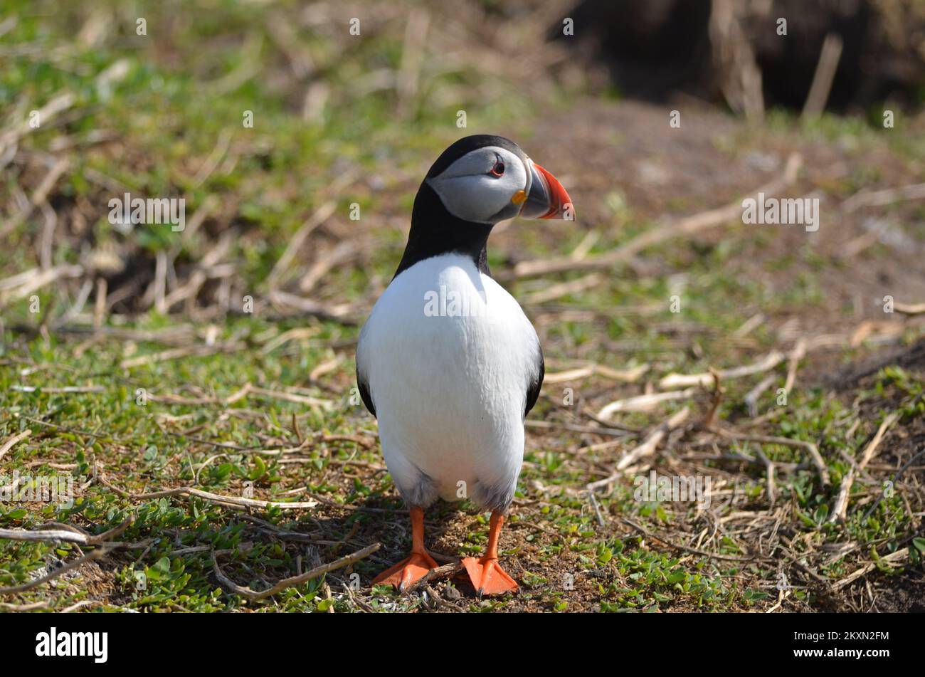 Papageientaucher in Rechnung tippen Balz Stockfoto