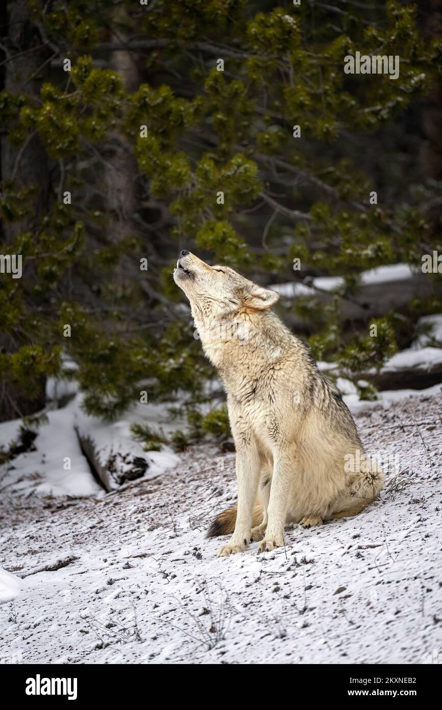 Heulender Wolf Stockfoto