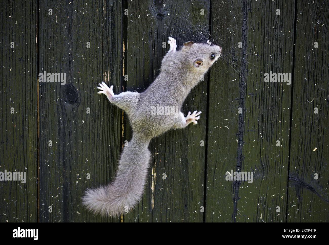 Die Bilder zeigen eine Studentenmaus auf einem Holzzaun. aÂ dormouseÂ ist aÂ rodentÂ von theÂ familyÂ GliridaeÂ (diese Familie ist auch von verschiedenen Taxonomisten unterschiedlich calledÂ MyoxidaeÂ orÂ MuscardinidaeÂ). Schlafmäuse sind nachtaktive Tiere, die in Afrika, Asien und Europa zu finden sind, und sind besonders bekannt für ihre lange Zeit ofÂ Winterschlaf., in Leekenik, Kroatien, am 21. Juni 2021. Foto: Zeljko Hladika/PIXSELL Stockfoto