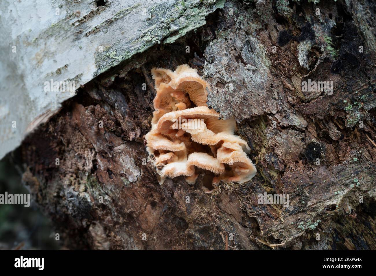 Gelee-Fäulnis, Merulius tremellosus wächst auf verrottendem Birkenholz, Nahaufnahme-Foto Stockfoto
