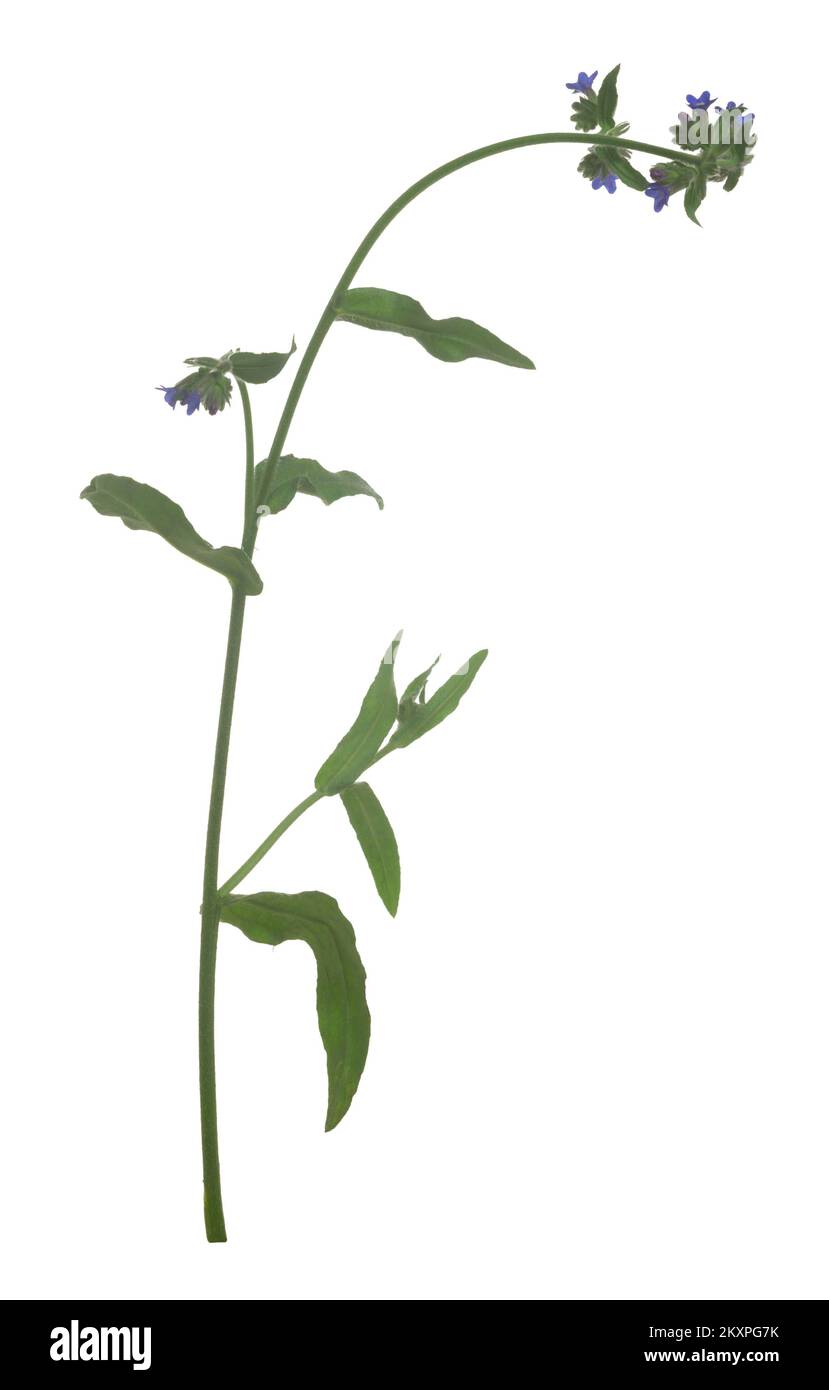 Gewöhnlicher Käfer, Anchusa officinalis isoliert auf weißem Hintergrund Stockfoto