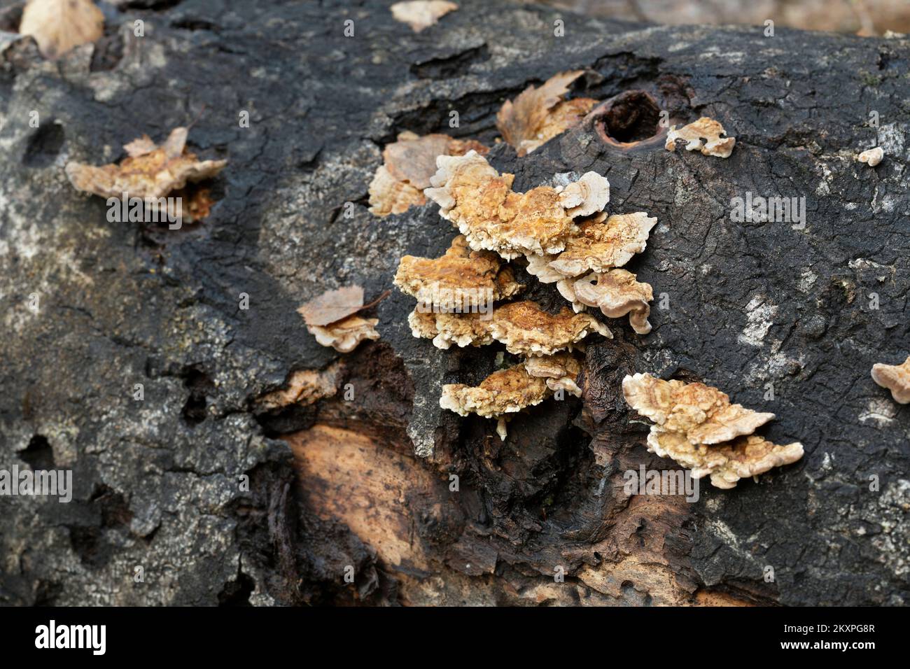 Ocker-Klammer, Trametes ochracea wächst auf gefallenem Aspenbaum, horizontale Kompostierung Stockfoto
