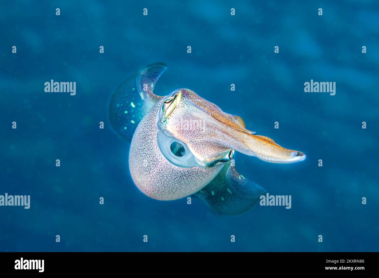 Karibischer Riff Tintenfisch, Sepioteuthis Sepioidea, wird allgemein in seichte Ufer Wasser der Karibik beobachtet. Stockfoto