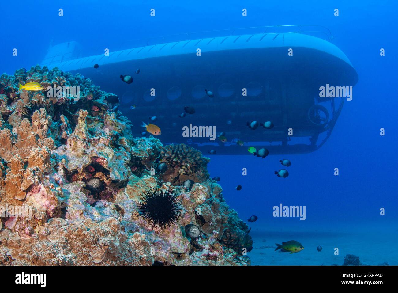 Ein Atlantis-U-Boot und ein kleiner Abschnitt von hartem Korallenriff vor der Küste von Maui, Hawaii. Stockfoto