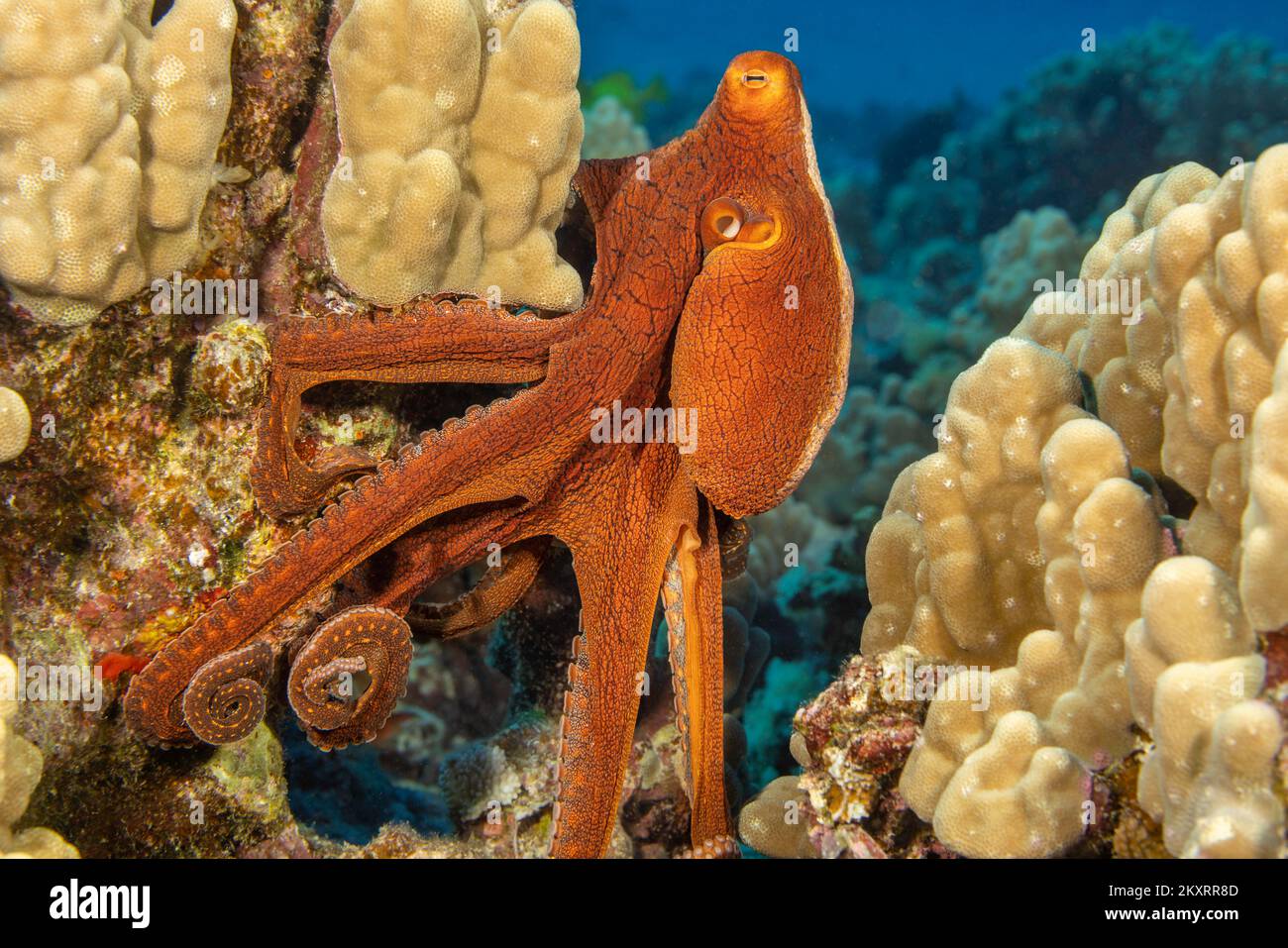 Der Tagesoktopus, Octopus cyanea, ist auch als der große blaue Oktopus bekannt. Es kommt sowohl im Pazifik als auch im Indischen Ozean vor, von Hawaii bis zum östlichen CO Stockfoto