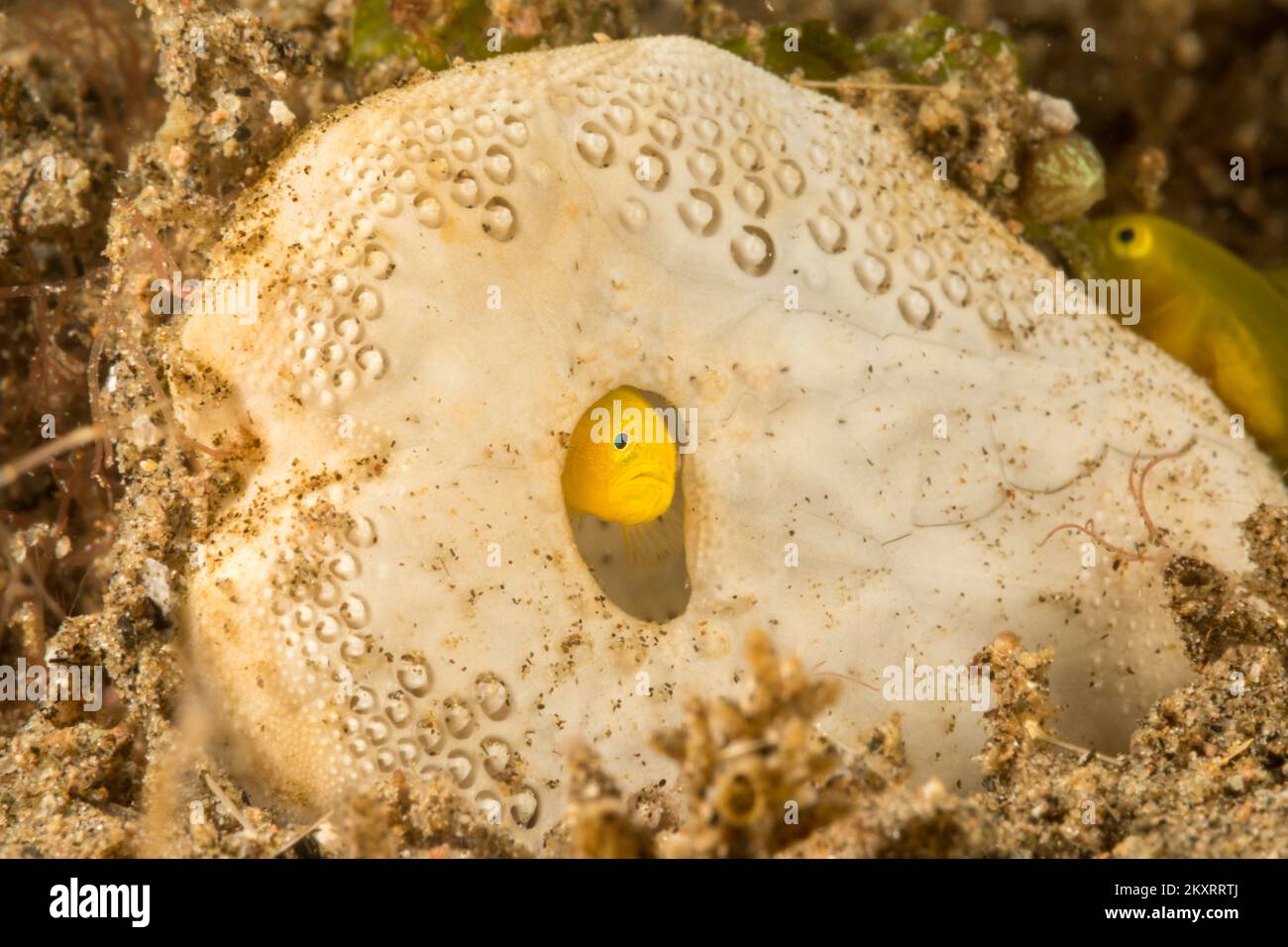 Dieser winzige gelbe Korallengrundel, Gobiodon okinawae, hat den Test oder das Skelett eines Herzeigers für ein Zuhause ausgewählt, die Philippinen. Stockfoto