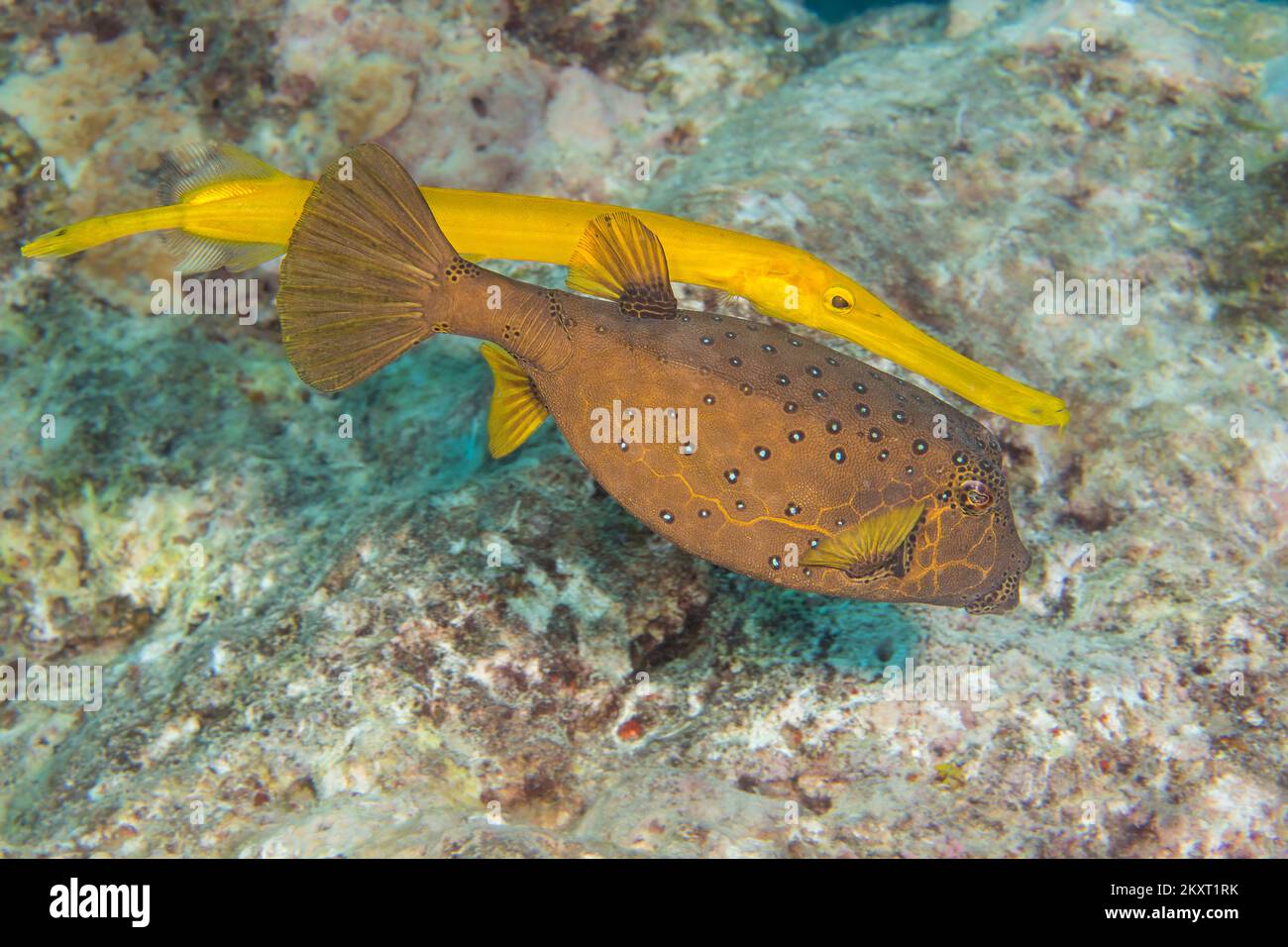 Diese trompetenfische, Aulostomus maculatus, ein Riff predator Schwimmen ist hinter einem gelben Kofferfisch, Ostracion cubicus, es als Blinde Beute aufzulauern, Ya Stockfoto