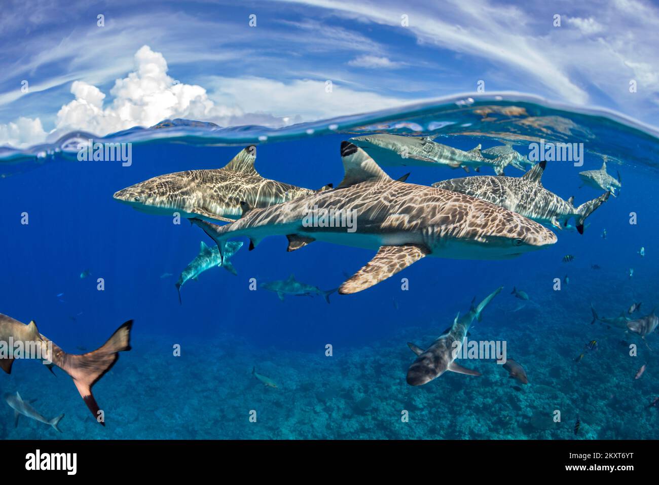 Schwarzspitzen-Riffhaie, Carcharhinus Melanopterus und graue Riffhaie, Carcharhinus Amblyrhynchos, Kreuzfahrt die Oberfläche aus der Insel Yap, Micronesi Stockfoto