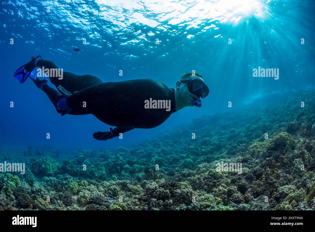 Ein Mann (MR) taucht kostenlos über ein hartes Korallenriff in Hawaii. Stockfoto