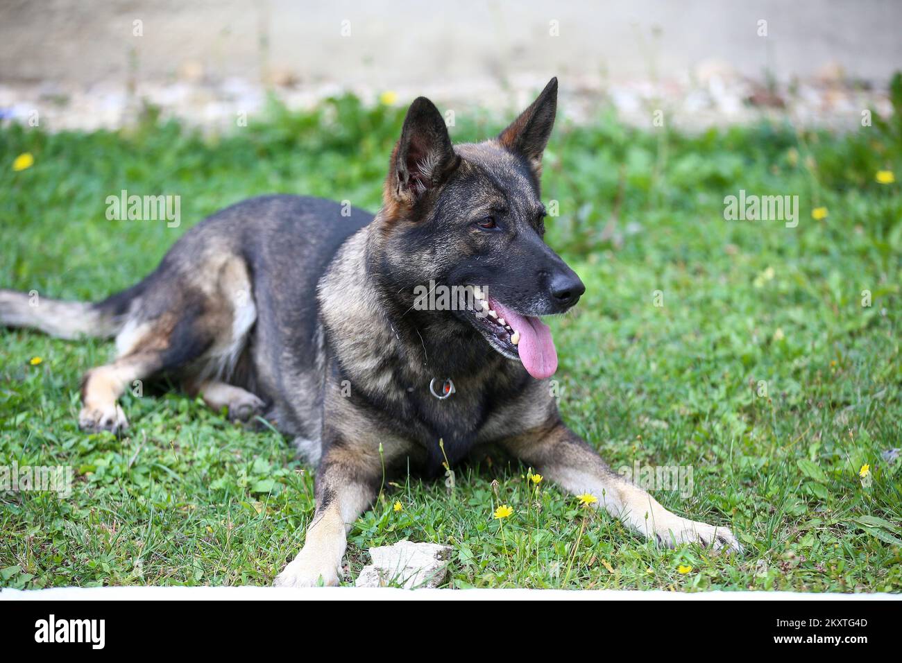 Offizieller Polizeihund zur Drogenerkennung Aba vor dem Polizeirevier Krapina-Zagorje in Zabok, Kroatien am 27. September 2021. Am Grenzübergang Macelj roch Aba im Auto eines serbischen Staatsbürgers Marihuana, bis zu 16 Kilogramm Drogen. Foto: Matija Habljak/PIXSELL Stockfoto