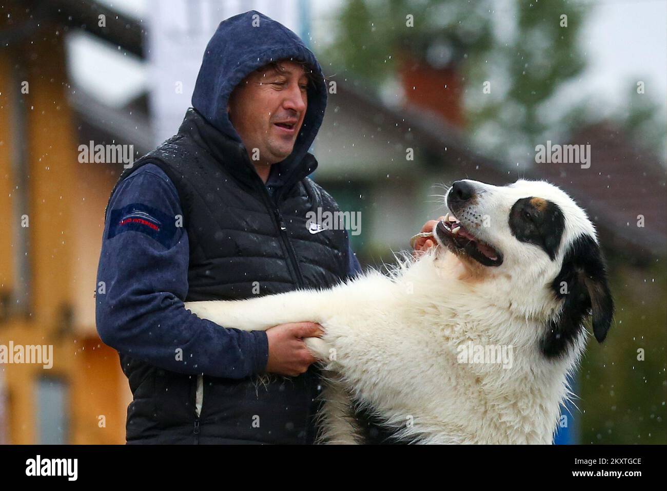 Der schönste Schäferhund Sevdah mit der Eigentümerin Husnija Burzic in Buzim, Bosnien und Herzegowina, am 13. Oktober 2021. Bei der Welthundschau, die vor einigen Tagen in der tschechischen Stadt Brünn stattfand, gewann der Schäferhund Sevdah den ersten Platz und machte ihn zum schönsten Schäferhund der Welt. Sevdah gehört der burzischen Familie und wurde vom ersten Züchter Ivan Saric aus Zagreb benannt. Sevdah hat auch eine Schwester, Sabur, die mit ihrem Besitzer in Kroatien lebt. Foto: Armin Durgut/PIXSELL Stockfoto