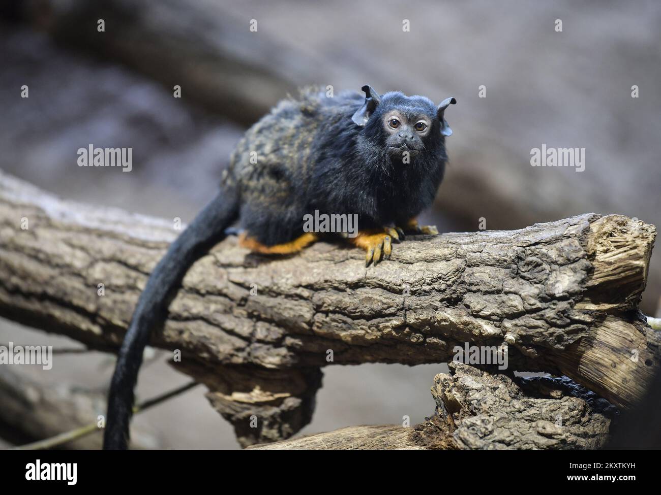 Der goldene Tamarin (Saguinus midas) wird am 20. Oktober 2021 im Zagreb Zoo, Zagreb, Kroatien, gesehen. Foto: Sandra Simunovic/PIXSELL Stockfoto