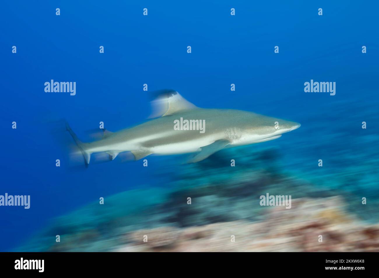 Ein bewegungsunscharfes Bild eines Schwarzspitzen-Riffhais, Carcharhinus melanopterus, Yap, Mikronesien. Stockfoto