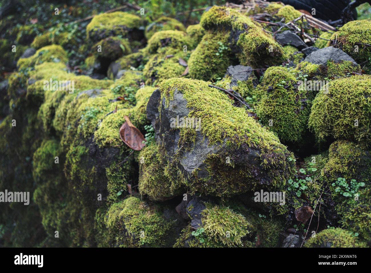 Grünes, feuchtes Moos auf rauen Felssteinen, selektiver Fokus. Stockfoto