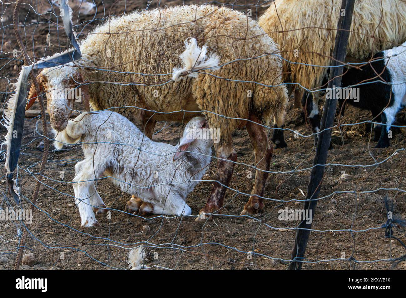 Ein Schaf, das sein Lamm in der Ziegenbucht in der Nähe des nördlichen Jordantals im Westjordanland nährt. Stockfoto