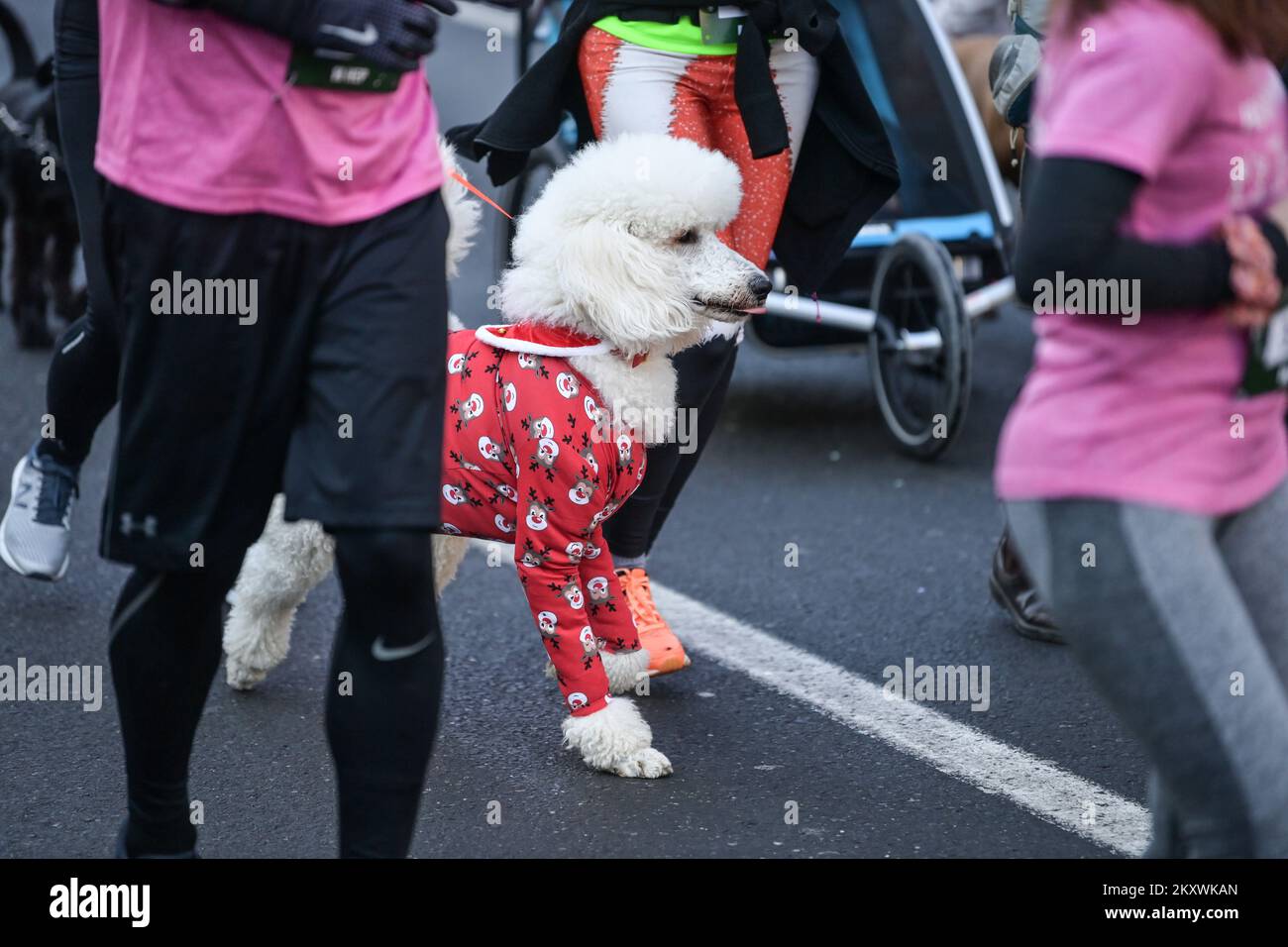 Ein Hund im Weihnachtsmantel nimmt am 12. Dezember 2021 an einem  Adventslauf in Zagreb, Kroatien, Teil. Foto: Igor Soban/PIXSELL  Stockfotografie - Alamy