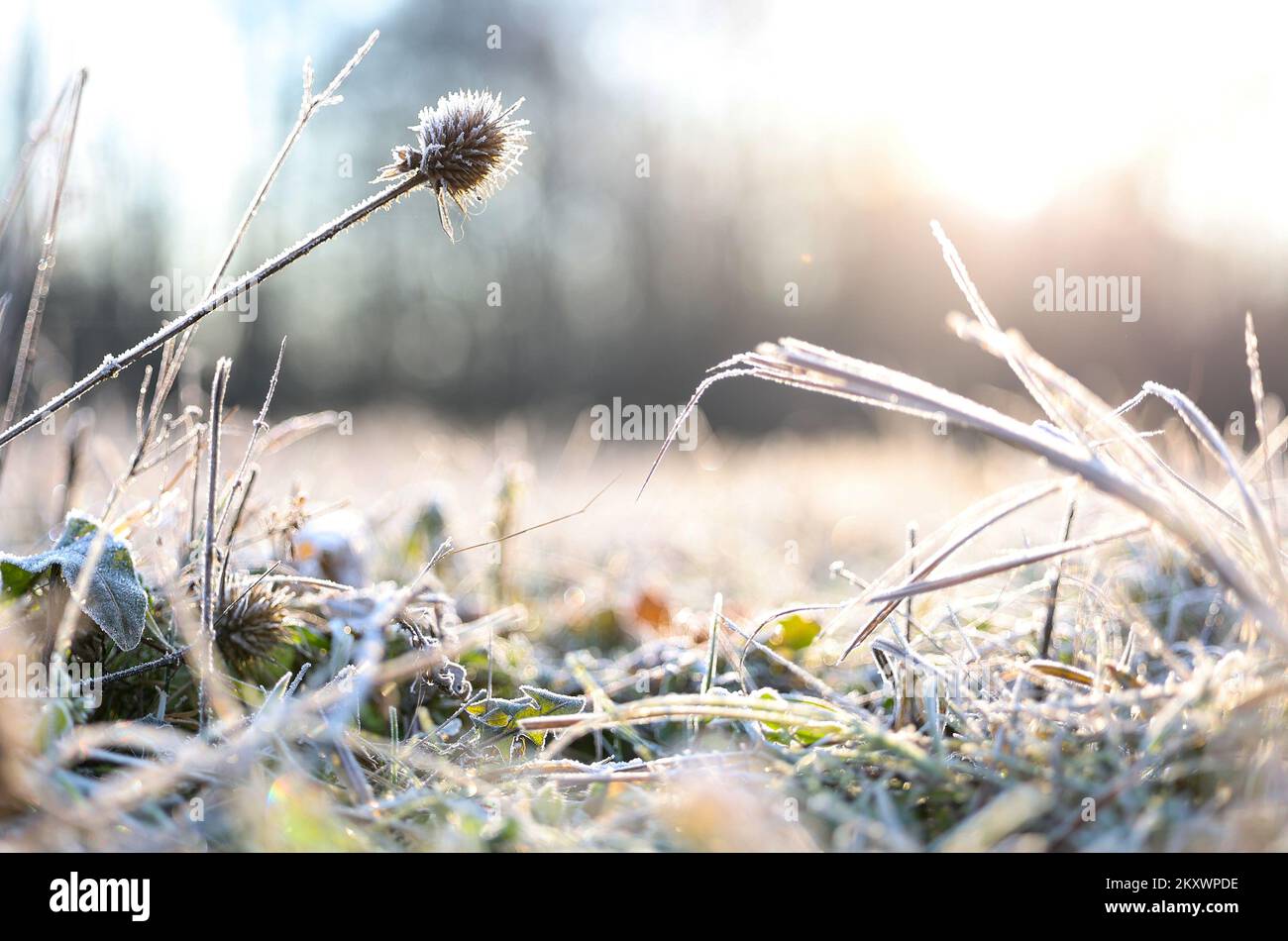 Klette auf einer frostgefrorenen Wiese in Samobor, Kroatien, am 21. Dezember 2021. Am 21. Dezember, genau um 16:58, beginnt die Wintersonnenwende. Dann ist es der kürzeste Tag und die längste Nacht des Jahres. Der Winter dauert bis zum 20. März 2022. Foto: Marko Prpic/PIXSELL Stockfoto