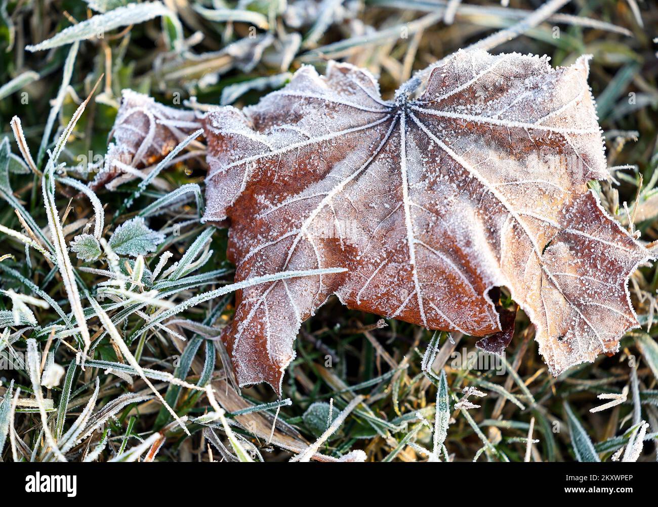 Gefrorenes Laub in Samobor, Kroatien, am 21. Dezember 2021. Am 21. Dezember, genau um 16:58, beginnt die Wintersonnenwende. Dann ist es der kürzeste Tag und die längste Nacht des Jahres. Der Winter dauert bis zum 20. März 2022. Foto: Marko Prpic/PIXSELL Stockfoto