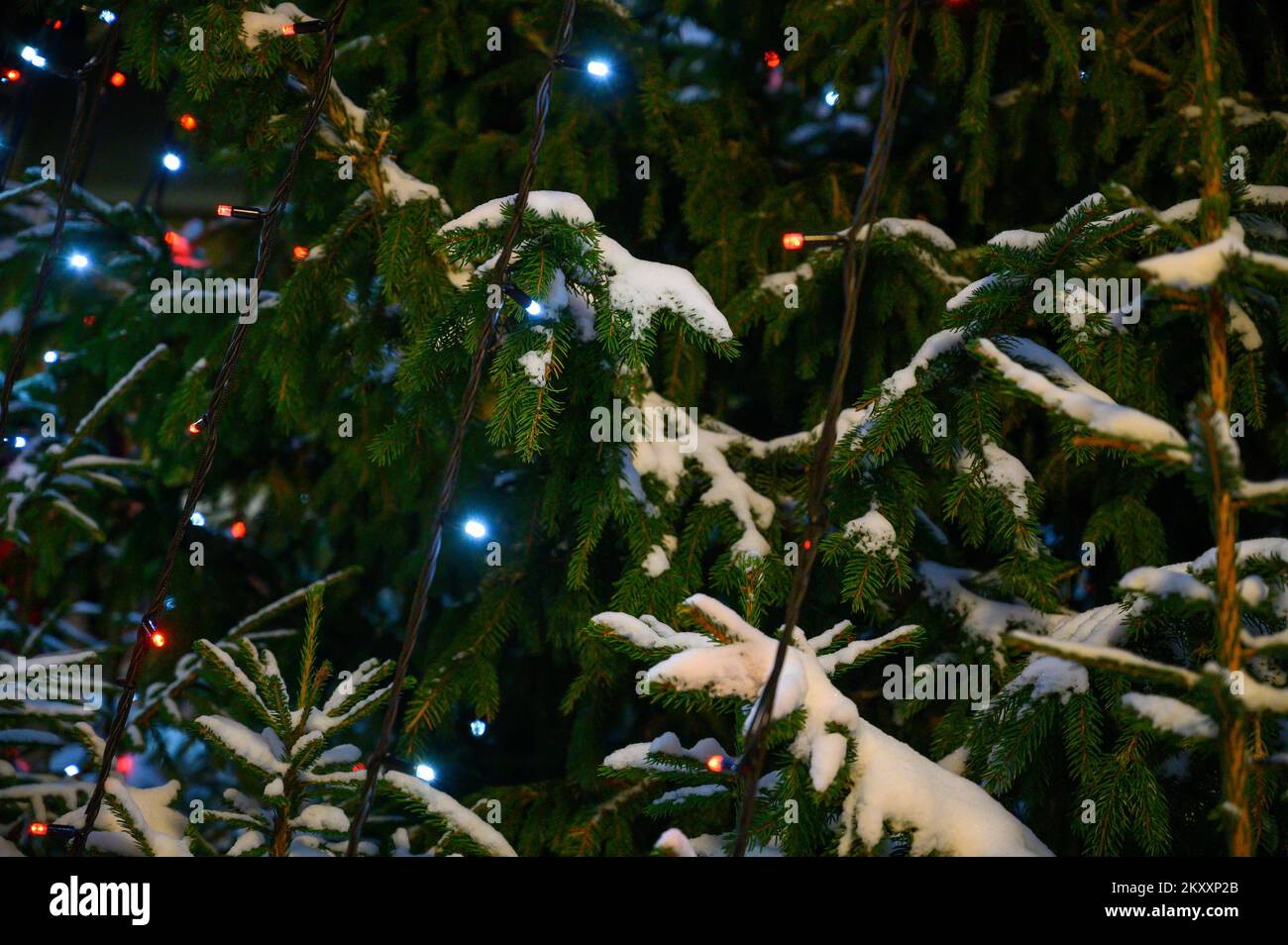 Weihnachtsbeleuchtung aufhängen in einem Baum Stockfoto