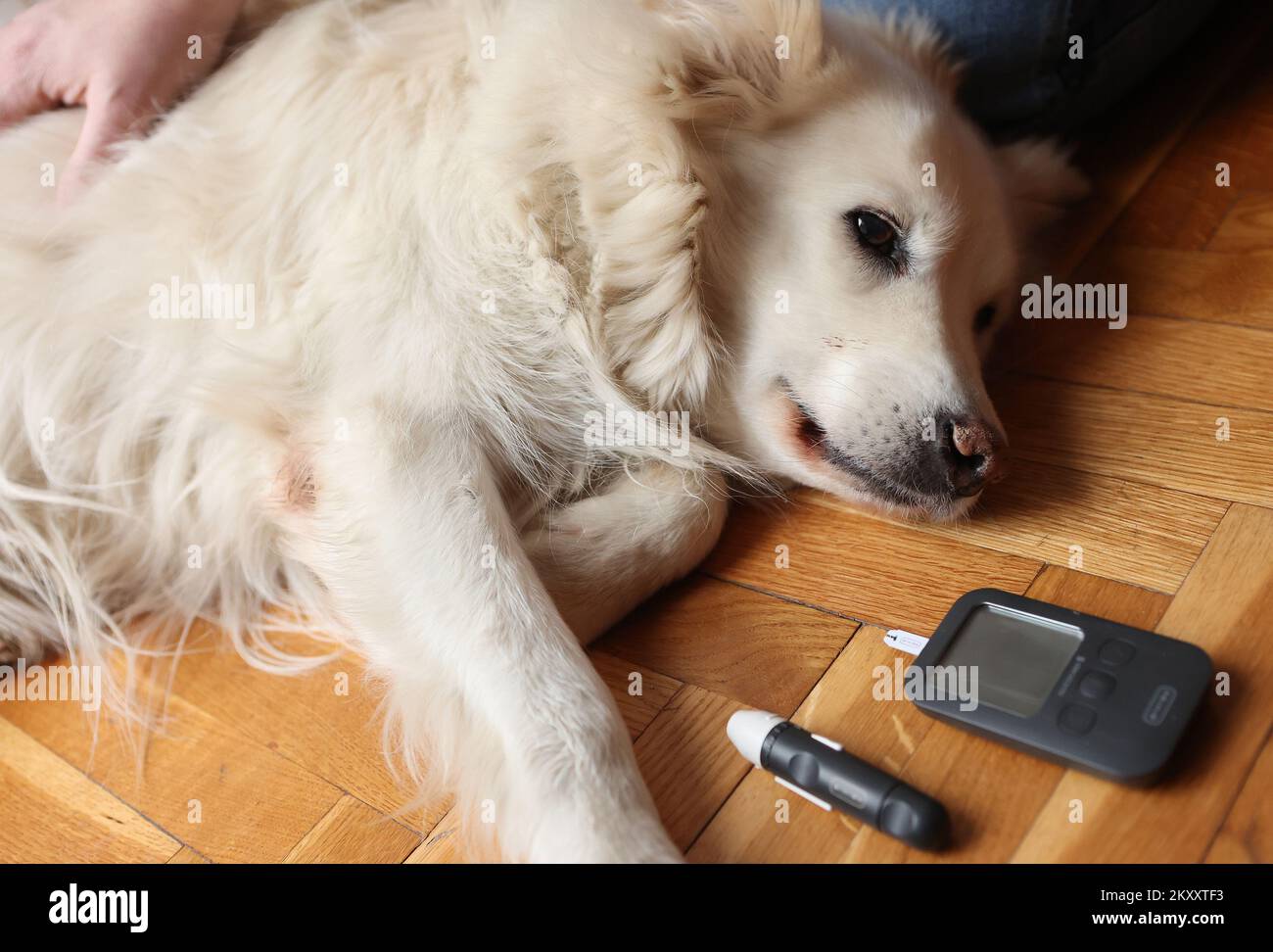 Darstellung der Zuckerstandsmessung beim Hund. Bei Hunden ist Diabetes eine ziemlich häufige Krankheit und erfordert lebenslange Behandlung. Wie beim Menschen wird es in Typ 1 und Typ 2 unterteilt. Diabetes mellitus ist die häufigste endokrine Erkrankung bei Hunden, mit einer Tendenz, in den letzten Jahren zu zunehmen. Bis vor 30 Jahren wurde es laut Statistik bei 19 von 10.000 Hunden diagnostiziert, die in Tierkliniken gebracht wurden, und seit 1999 ist diese Zahl auf 58 von 10.000 Hunden gestiegen. Insulinmangel führt zu Störungen im Kohlenhydrat-, Fett- und Proteinstoffwechsel. Beeinträchtigter Kohlenhydratstoffwechsel Stockfoto