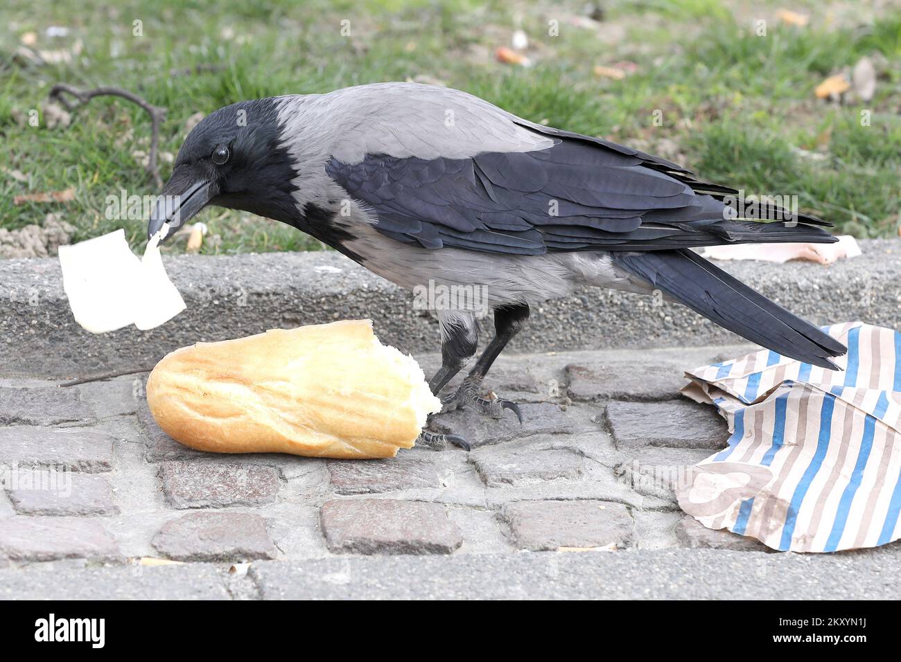 Die Krähe isst das Sandwich, das sie am 15. März 20222 auf der Bank in Zagreb, Kroatien, fand