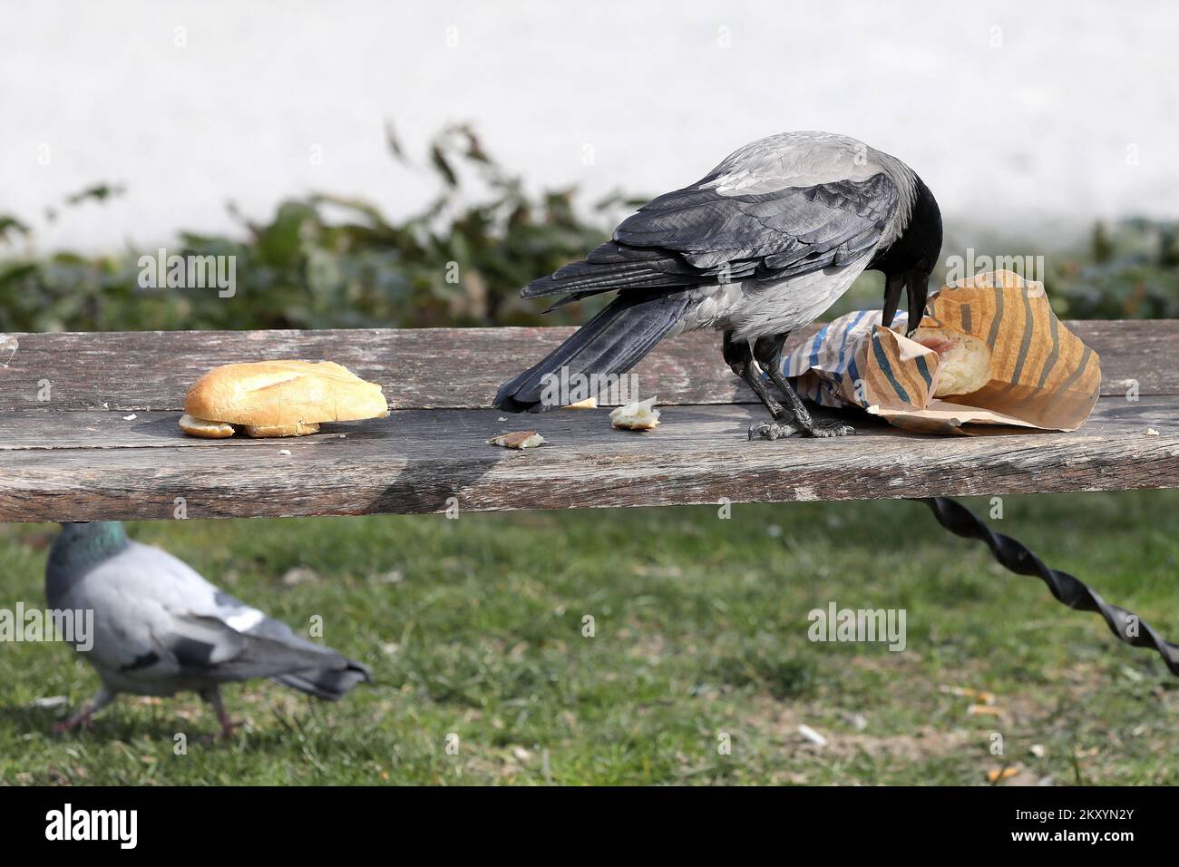 Die Krähe isst das Sandwich, das sie am 15. März 20222 auf der Bank in Zagreb, Kroatien, fand