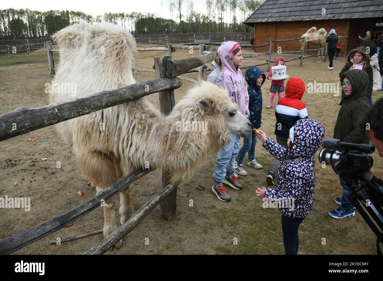 Im Minizoo in Durdevac, Kroatien, feiert Kamel Bella, die in Kroatien gezeugt und geboren wurde, ihren ersten Geburtstag mit einem Karottenkuchen am 18. April 2022.. Foto: Damir Spehar/PIXSELL Stockfoto